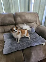 Toby, a male Chihuahua for sale in Mc Kenzie, TN – Photo 4 of 6