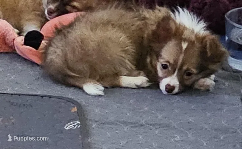 Toby – Chihuahua puppy for sale in Mc Kenzie, TN