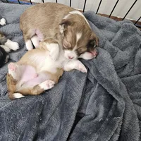 Toby, a male Chihuahua for sale in Mc Kenzie, TN – Photo 6 of 7