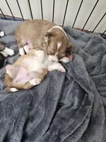 Toby, a male Chihuahua for sale in Mc Kenzie, TN – Photo 5 of 6