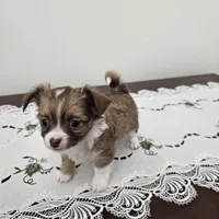 Toby, a male Chihuahua for sale in Mc Kenzie, TN – Photo 2 of 7