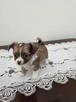 Toby, a male Chihuahua for sale in Mc Kenzie, TN – Photo 1 of 6