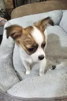 Molly, a female Chihuahua for sale in Paris, TN – 1 of 9