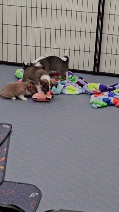 Sandy, a female Chihuahua for sale in Mc Kenzie, TN – 3 of 3