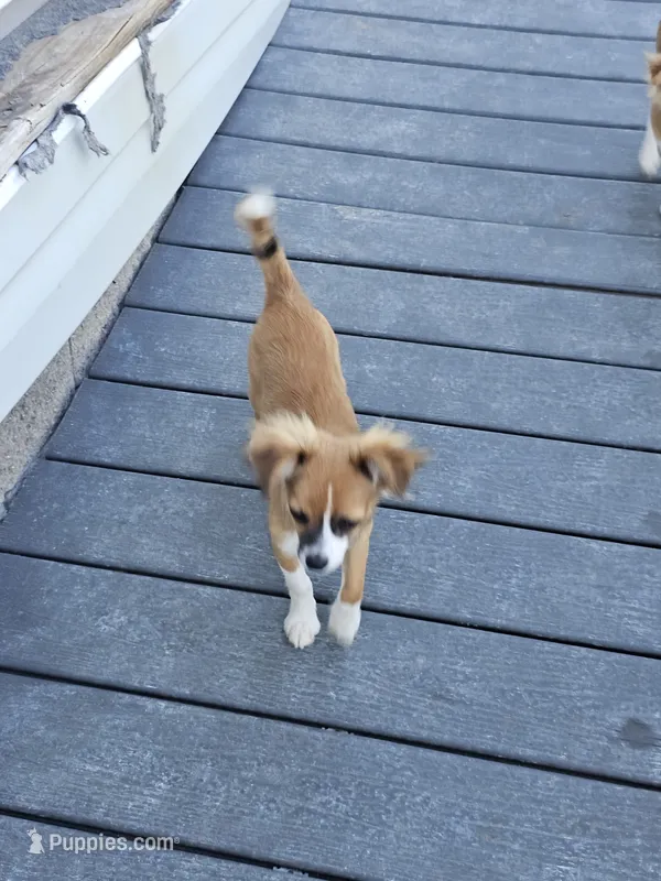 Rowdy – Chihuahua puppy for sale in Springville, TN