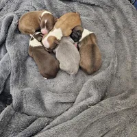 Huckleberry , a male Chihuahua for sale in Mc Kenzie, TN – Photo 6 of 7