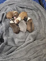 Huckleberry , a male Chihuahua for sale in Mc Kenzie, TN – Photo 6 of 6