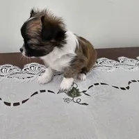 Huckleberry , a male Chihuahua for sale in Mc Kenzie, TN – Photo 3 of 7