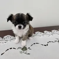 Huckleberry , a male Chihuahua for sale in Mc Kenzie, TN – Photo 2 of 7