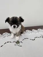 Huckleberry , a male Chihuahua for sale in Mc Kenzie, TN – Photo 1 of 6