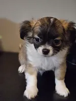 Huckleberry , a male Chihuahua for sale in Mc Kenzie, TN – Photo 1 of 7