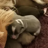 Frosted Flake, a female Chihuahua for sale in Mc Kenzie, TN – Photo 6 of 7