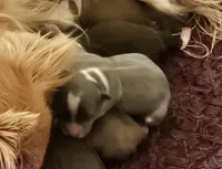 Frosted Flake, a female Chihuahua for sale in Mc Kenzie, TN – Photo 5 of 6