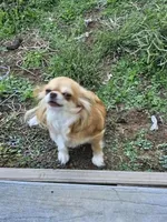 Frosted Flake, a female Chihuahua for sale in Mc Kenzie, TN – Photo 4 of 6