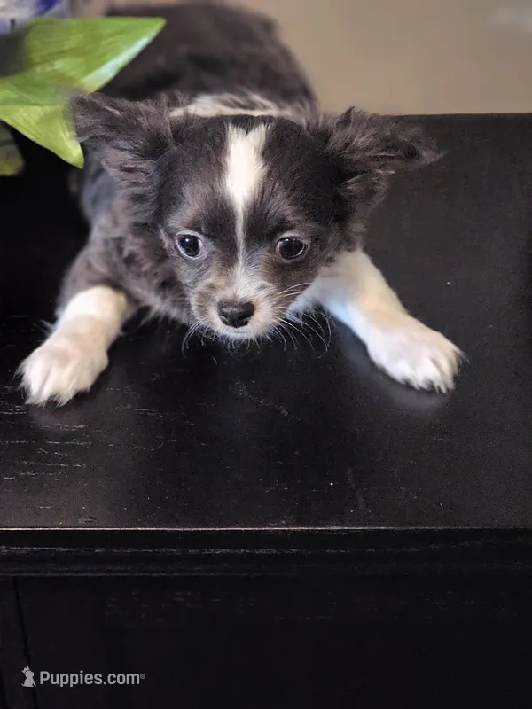 Frosted Flake – Chihuahua puppy for sale in Mc Kenzie, TN