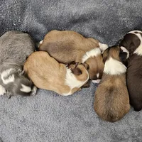 Frosted Flake, a female Chihuahua for sale in Mc Kenzie, TN – Photo 7 of 7