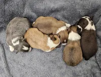 Frosted Flake, a female Chihuahua for sale in Mc Kenzie, TN – Photo 6 of 6