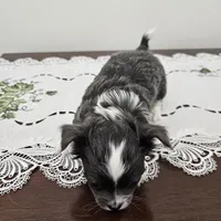 Frosted Flake, a female Chihuahua for sale in Mc Kenzie, TN – Photo 3 of 7