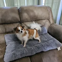 Frosted Flake, a female Chihuahua for sale in Mc Kenzie, TN – Photo 4 of 7