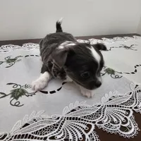 Frosted Flake, a female Chihuahua for sale in Mc Kenzie, TN – Photo 2 of 7