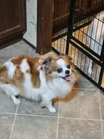 Jafar, a male Chihuahua for sale in Springville, TN – 5 of 6