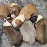 Peanut, a male Chihuahua for sale in Mc Kenzie, TN – Photo 6 of 7