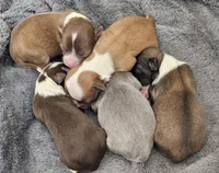 Peanut, a male Chihuahua for sale in Mc Kenzie, TN – Photo 5 of 6