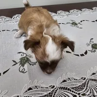 Peanut, a male Chihuahua for sale in Mc Kenzie, TN – Photo 3 of 7