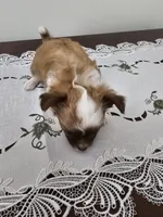 Peanut, a male Chihuahua for sale in Mc Kenzie, TN – Photo 2 of 6