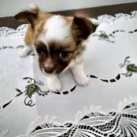 Peanut, a male Chihuahua for sale in Mc Kenzie, TN – Photo 2 of 7