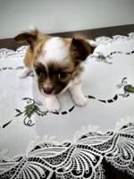 Peanut, a male Chihuahua for sale in Mc Kenzie, TN – Photo 1 of 6