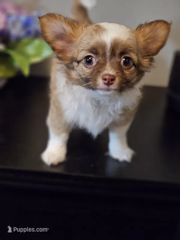 Peanut – Chihuahua puppy for sale in Mc Kenzie, TN