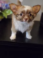 Peanut, a male Chihuahua for sale in Mc Kenzie, TN – Photo 1 of 7