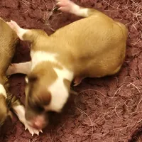 Peanut, a male Chihuahua for sale in Mc Kenzie, TN – Photo 7 of 7