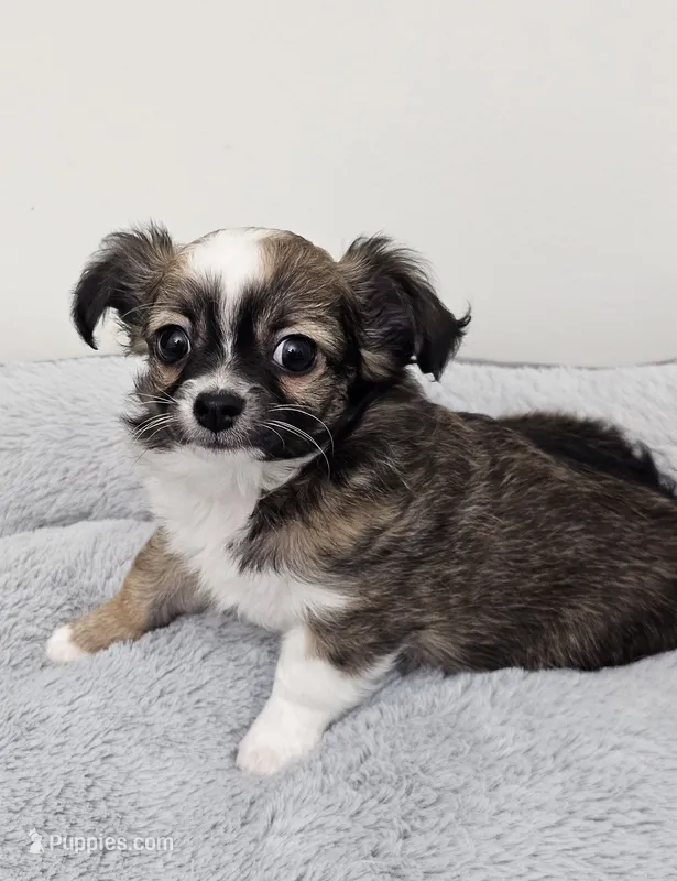 Remington  – Chihuahua puppy for sale in Springville, TN