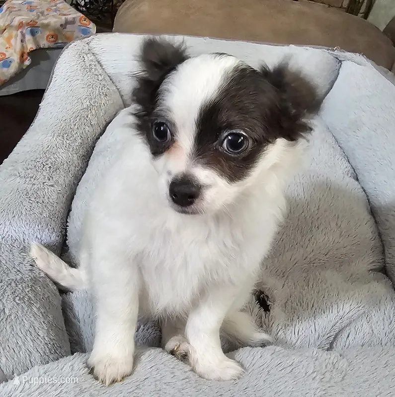Pudge – Chihuahua puppy for sale in Mc Kenzie, TN