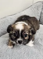 Remington , a male Chihuahua for sale in Springville, TN – 2 of 6