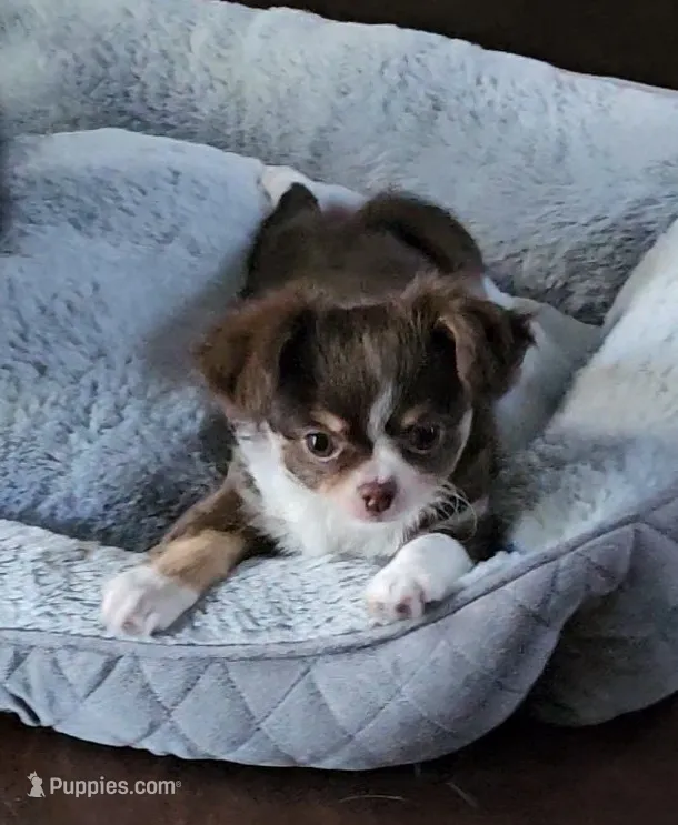 Maleficent  – Chihuahua puppy for sale in Springville, TN
