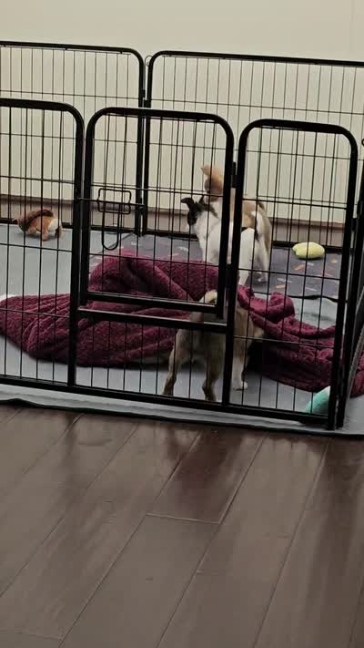 Rowdy, a male Chihuahua for sale in Paris, TN – 10 of 10