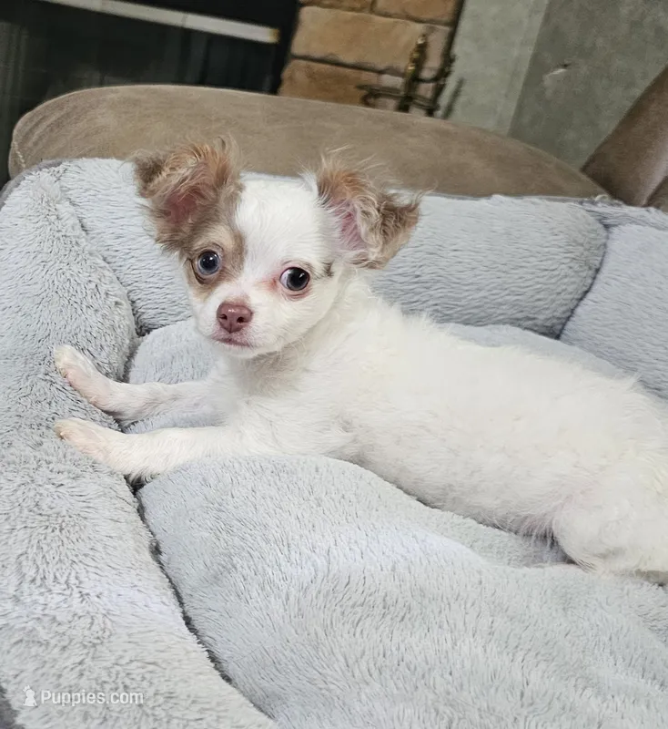 Gizmo  – Chihuahua puppy for sale in Mc Kenzie, TN