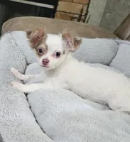 Gizmo , a male Chihuahua for sale in Paris, TN – 1 of 10