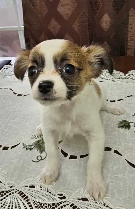 Molly – Chihuahua puppy for sale in Mc Kenzie, TN
