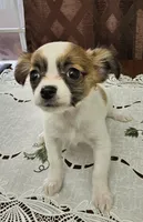 Molly, a female Chihuahua for sale in Mc Kenzie, TN – 1 of 2