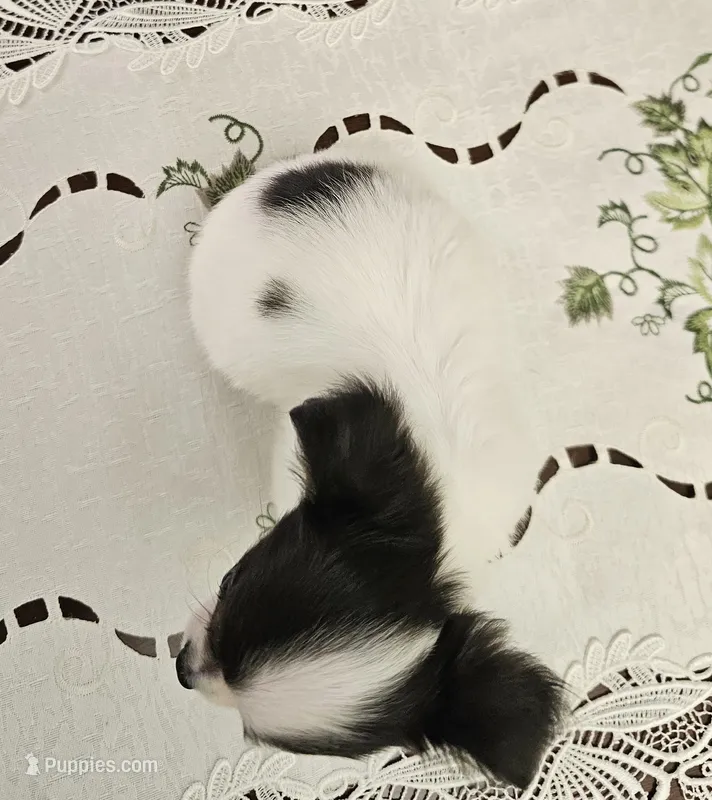 Darla – Chihuahua puppy for sale in Mc Kenzie, TN