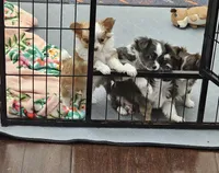 Jafar, a male Chihuahua for sale in Springville, TN – 6 of 6