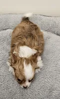 Simba, a male Chihuahua for sale in Springville, TN – 3 of 6
