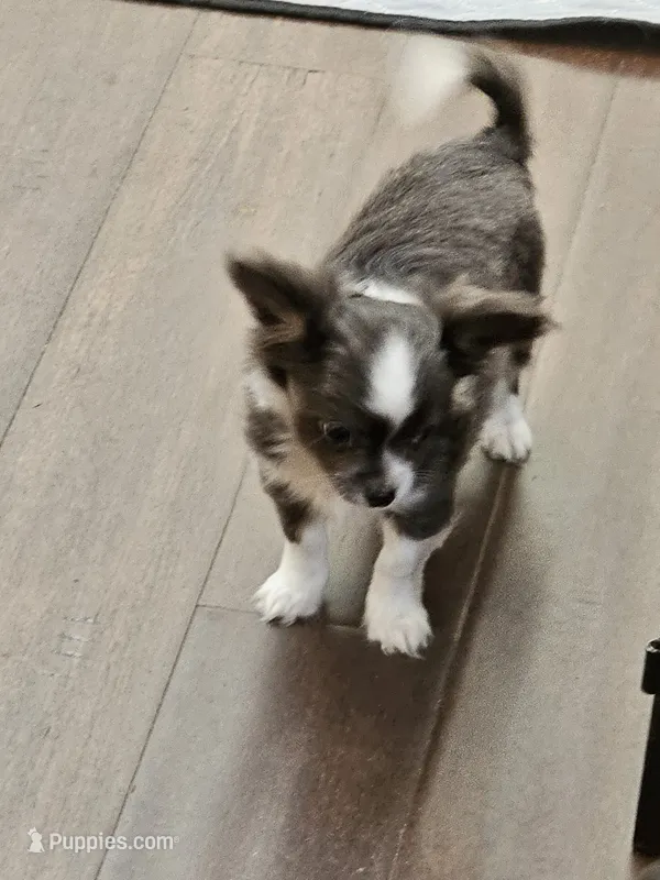 Jafar – Chihuahua puppy for sale in Springville, TN