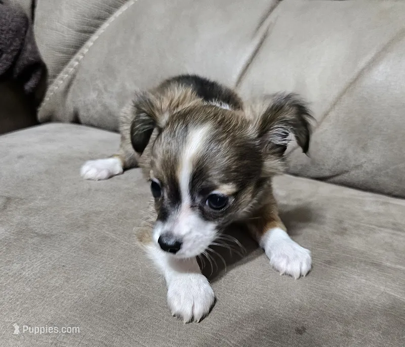 Ruckus – Chihuahua puppy for sale in Mc Kenzie, TN