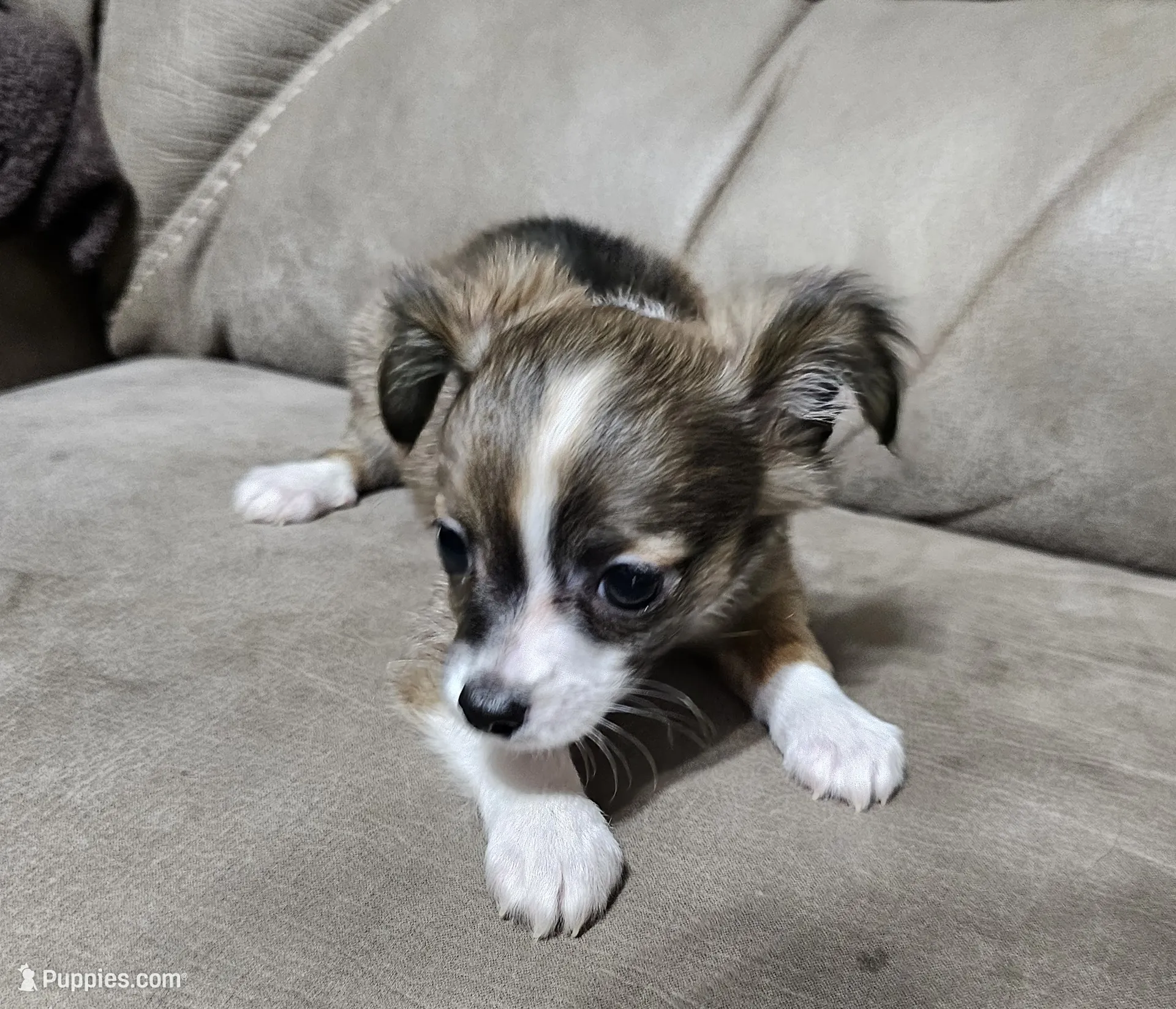 Chihuahua さま Ruckus – Chihuahua Puppy for Sale in Mc Kenzie, TN | Puppies.com