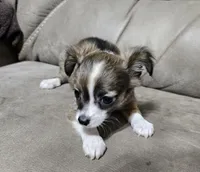 Ruckus, a male Chihuahua for sale in Mc Kenzie, TN – 1 of 3
